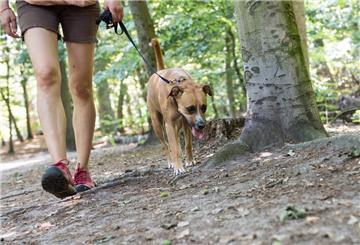 Ein Hund läuft an der Leine durch den Park.