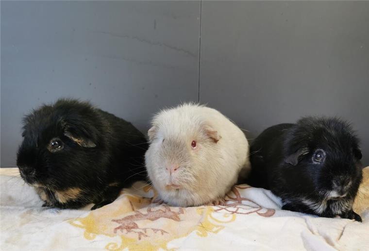 Meerschweinchen-Männer-WG sucht ein neues Zuhause Gaston, Hades und Frollo sind zusammen aufgewachsen und suchen nun zusammen ein neues Zuhause mit Außengehege.
