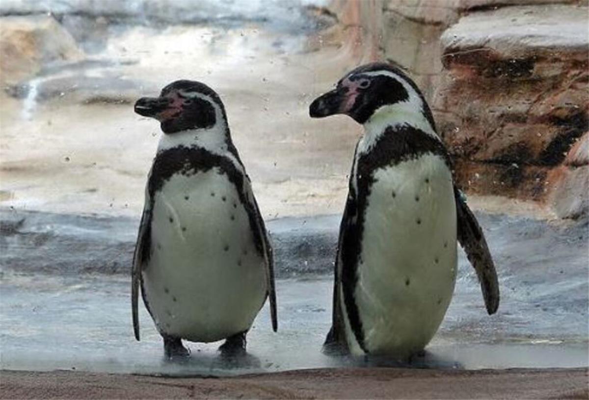 Pinguin-Dame im Zoo am Meer feiert einen tollen Geburtstag Gauche (links) feiert ihren 30. Geburtstag.