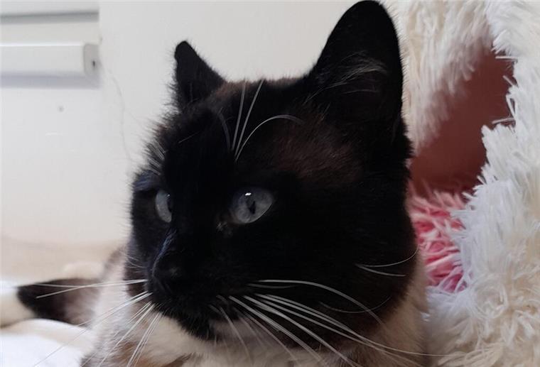 Neugierig und geschwätzig: Kater „Gaylord“ sucht ein neues Zuhause Gaylord sucht ein neues Zuhause.