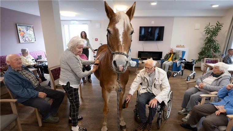 Geduldig lässt sich die Haflinger-Stute striegeln. 