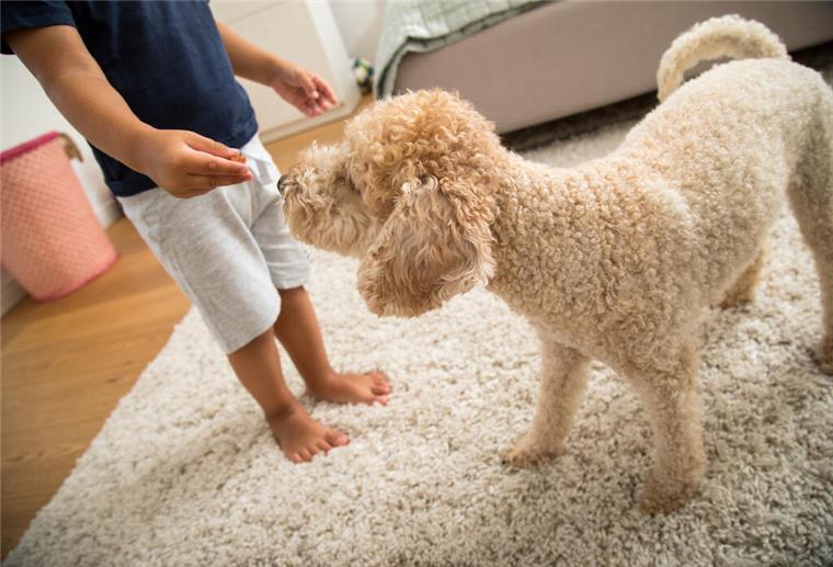 10 Nahrungsmittel, die für Hunde tabu sind – und warum Gefährliche Lebensmittel für Hunde: Das solltest du wissen