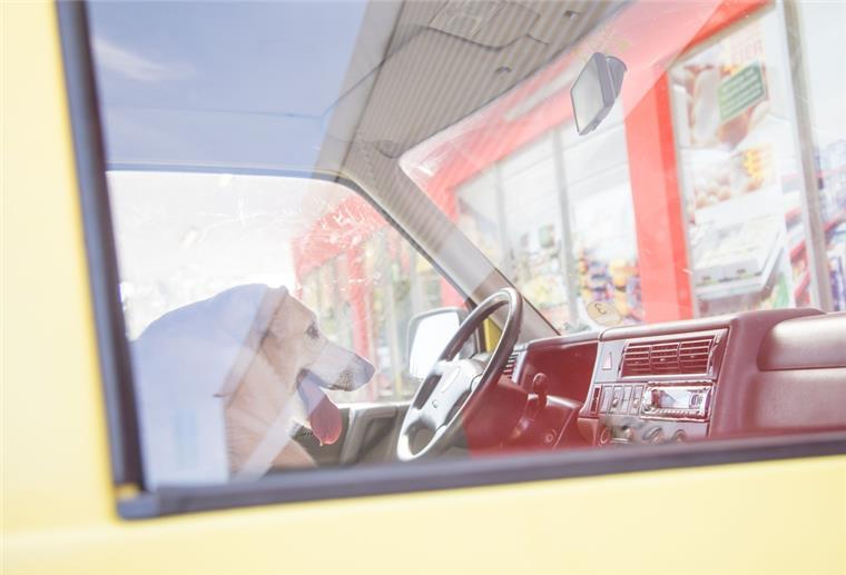 Bremerhaven: Hund bei hohen Temperaturen im Auto gelassen Gefährliches Gefängnis: Ein 69-Jähriger hat gestern in Bremerhaven seinen Hund bei Hitze im Auto zurückgelassen. Die Polizei rettete das Tier. Das Foto ist ein Symbolbild.