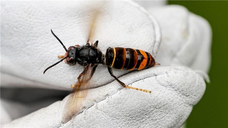 Gefährliche Asiatische Hornisse auch in Niedersachsen nachgewiesen Gefahr für Bienen: Die Asiatische Hornisse breitet sich auch in Niedersachsen aus.