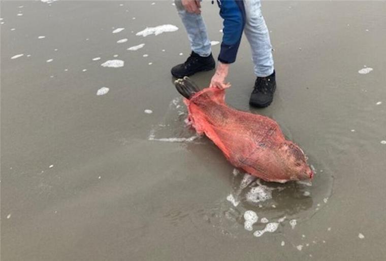 Hilflos am Strand: Robbe wird auf Nordseeinsel aus Kartoffelnetz befreit Gefangen in einem orangen Plastiknetz: Die kleine Robbe kann den Mund kaum öffnen und nur schwerlich die Flossen bewegen. In der offenen Nordsee kann das Tier so nicht überleben.