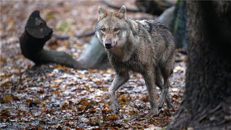 Gericht stoppt vorerst Wolfsabschuss im Landkreis Cuxhaven Gegen die Abschussgenehmigung eines Wolfes im Landkreis Cuxhaven geht eine Naturschutzinitiative vor. (Symbolbild)