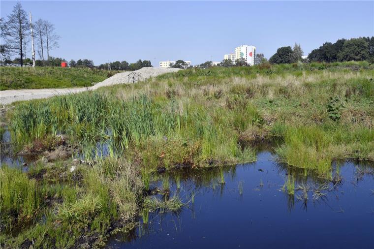 Ein altes Moor wird neu gemacht Gegenüber der Tunneltrasse am Eichenweg vernässt die Stadt das augetrocknete Bredenmoor wieder neu. Schon jetzt füllen sich erste Senken mit Regenwasser, Frösche und Libellen haben es schon entdeckt.