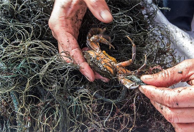 Taucher bergen Geisternetze: Unsichtbare Todesfalle für Tiere in der Nordsee Ein Krebs hat sich in einem Geisternetz verfangen. Die Meeresbiologin befreit das Tier.