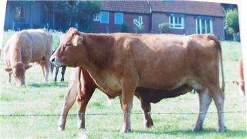 Gelbvieh-Rinder auf dem Wellener Hof: Tiere dieser Rasse wurden in der Nacht zu Donnerstag entwendet.