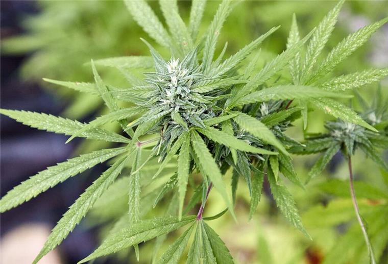 Genehmigte Vereine können Cannabis in größerem Stil anbauen. (Archivbild)