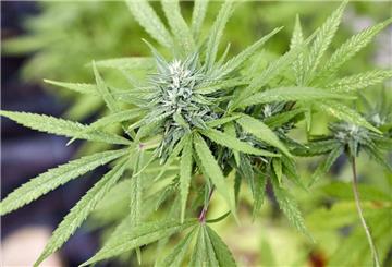 Genehmigte Vereine können Cannabis in größerem Stil anbauen. (Archivbild)