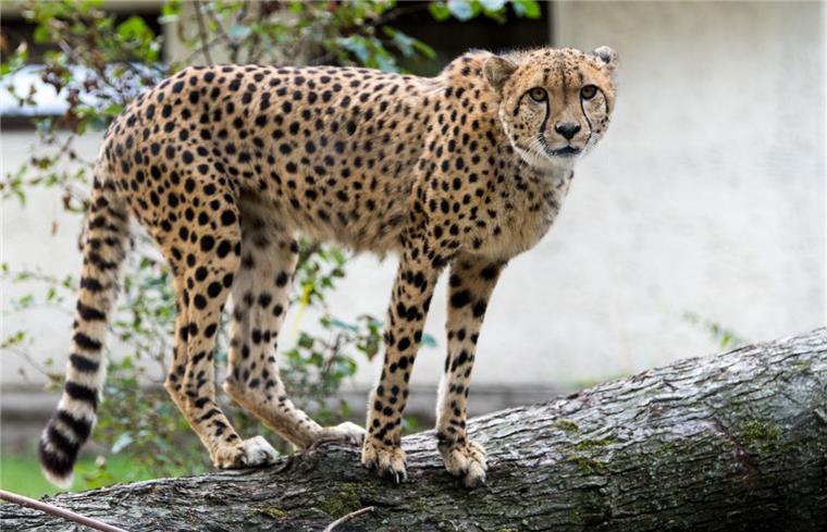 Erfurter Zoo: Jugendlicher (16) klettert in Geparden-Gehege Geparden können auch Menschen attackieren.