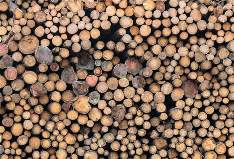 Holzstämme liegen auf dem Gelände des Sägewerks der Ziegler Group in Plößberg.