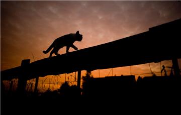 Gerade im ländlichen Raum gibt es viele Katzen, für die sich niemand verantwortlich fühlt und die sich daher frei vermehren. Das Landwirtschafts- ministerium geht von rund 200.000 frei lebenden Katzen in Niedersachsen aus