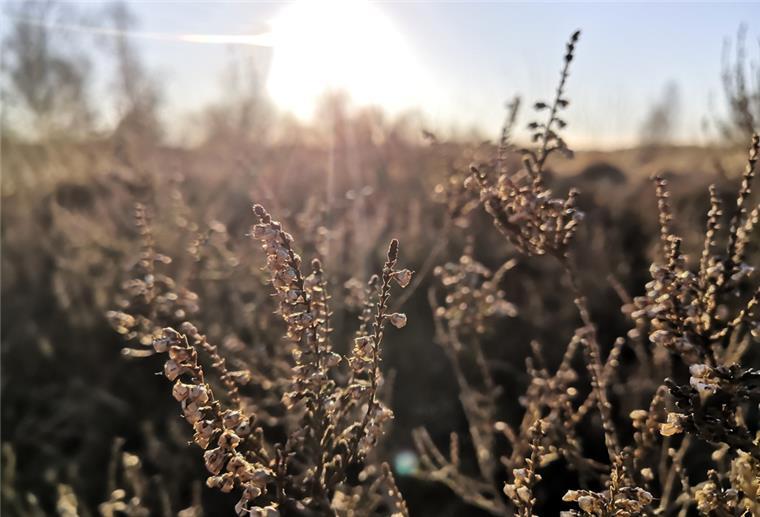 Wanderung durchs Heideblüten-Meer Heide bei Sonnenuntergang