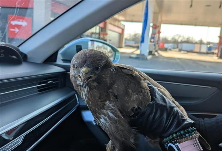 Verkehrschaos durch Tiere: Drei außergewöhnliche Einsätze Geretteter Vogel