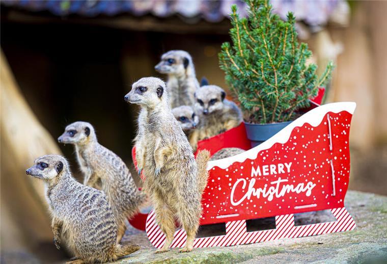 Zoo Hannover: Für die Tiere ist schon vor Heiligabend Bescherung Erdmännchen stehen in ihrem Gehege im Erlebnis-Zoo Hannover an einem mit Futter gefüllten Karton in Schlitten-Optik.