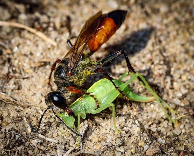 Klimawandel bringt neue Wespenarten nach Bremen – Forscher schlagen Alarm Eine Heuschrecke und eine Sandwespe. Geschickter Jäger: Die Heuschrecken-Sandwespe mit Beute für den späteren Nachwuchs.