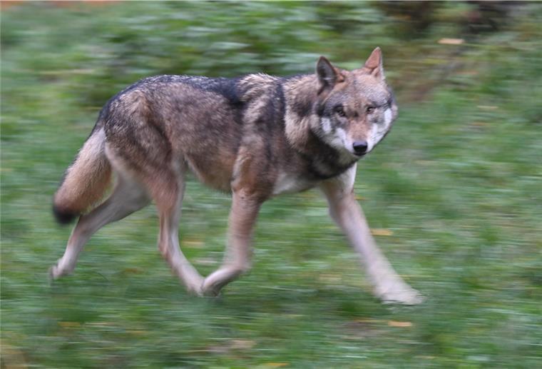 In der Wesermarsch Menschenketten gegen den Wolf Geschützt, aber nicht von allen geschätzt: Der Wolf. Eine Initiative möchte die Zahl der wild lebenden Tiere begrenzen oder sogar ganz von der Küste verbannen.