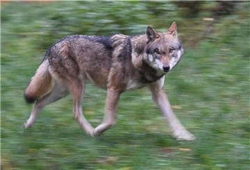 Geschützt, aber nicht von allen geschätzt: Der Wolf. Eine Initiative möchte die Zahl der wild lebenden Tiere begrenzen oder sogar ganz von der Küste verbannen.
