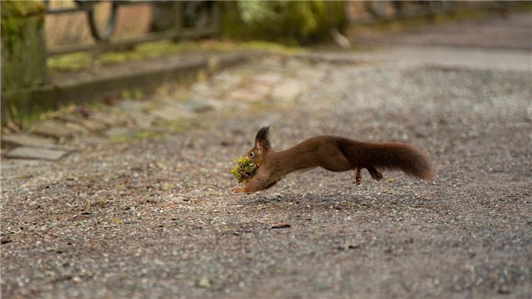 Appell: Jungvögel und Eichhörnchen bei Eltern lassen Gesunde junge Wildtiere sollten bei ihren Eltern gelassen werden, auch wenn diese gerade nicht in der Nähe sind. (Symbolbild)