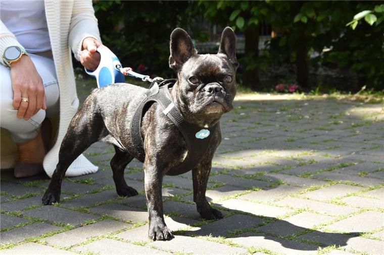 So geht es dem abgemagerten Hund aus Lehe heute Gibsy ist im März total abgemagert in Lehe gefunden worden. Im Tierheim hat sich die französische Bulldogge gut erholt.