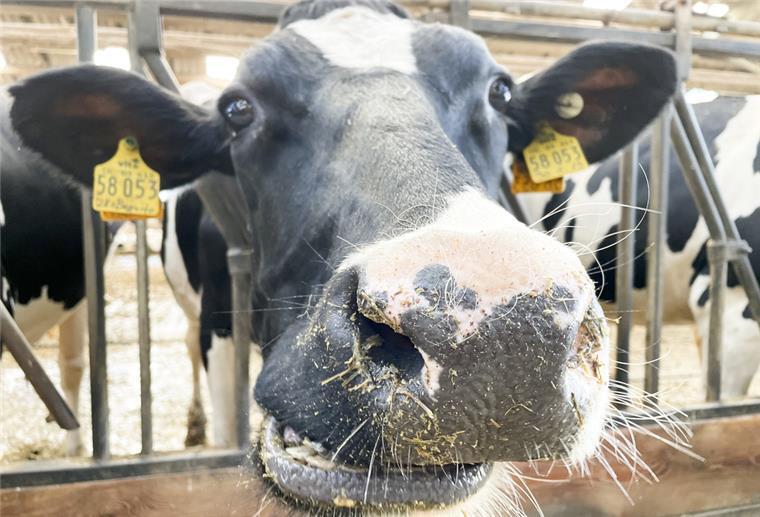 BUND: Landwirtschaft, Industrie und Handel stärker kontrollieren Gibt es bald keine Milchwirtschaft mehr? Weil die Erzeugung von Milchprodukten extrem viel Energie kostet, könnte dieser Zweig der Landwirtschaft auf den Prüfstand stehen, wenn es nach den Plänen des BUND geht.