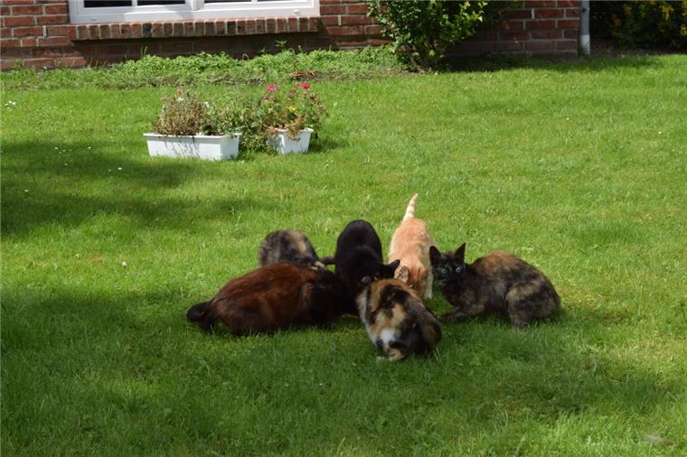 Gierig stürzen die Katzen sich auf jeden Futterbrocken.