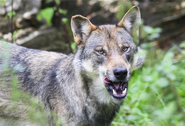 Mehrere tote Wölfe entdeckt - Polizei ermittelt wegen Vergiftungsverdacht ARCHIV - 29.08.2023, Niedersachsen, Springe: Ein Wolf steht in einem Gehege. (zu dpa: «Tote Wölfe in Italien entdeckt - vergiftet?») Foto: Julian Stratenschulte/dpa +++ dpa-Bildfunk +++