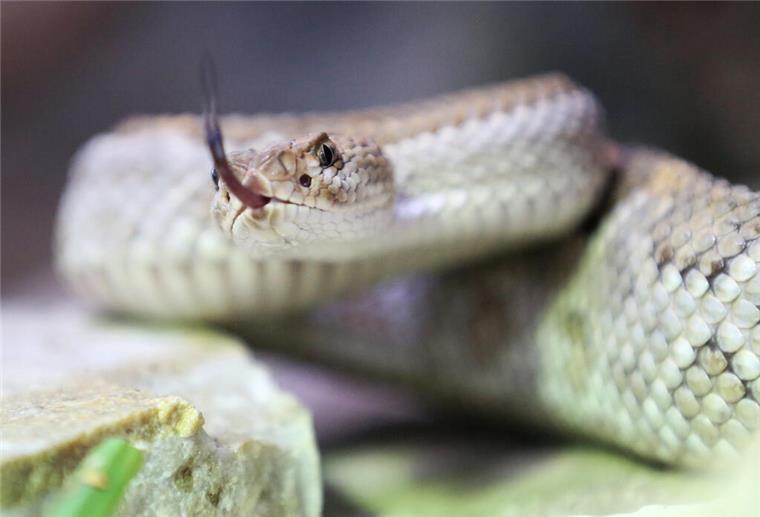 Boomslang gesichtet: Tödliche Gefahr durch grüne Giftschlange Giftschlangen-Alarm: Gefahr für Menschen und Tiere an der Küste