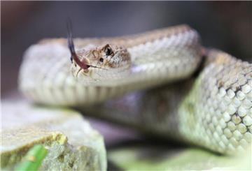 Giftschlangen-Alarm: Gefahr für Menschen und Tiere an der Küste