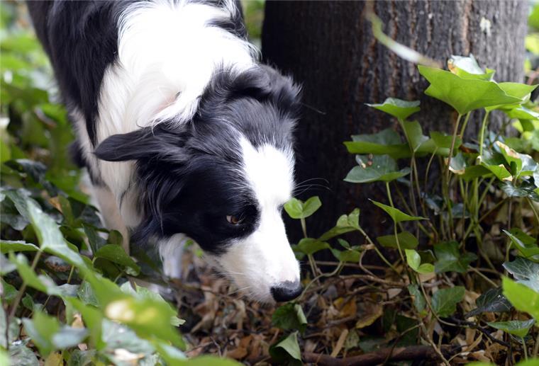 Wurstköder mit Rasierklingen in Bremerhaven ausgelegt Gleich vier mit Rasierklingen präparierte Wurstköder hat die Polizei am Mittwoch in Bremerhaven sichersgestellt. Für Hunde und andere Tiere hätte der Verzehr tödlich enden können.