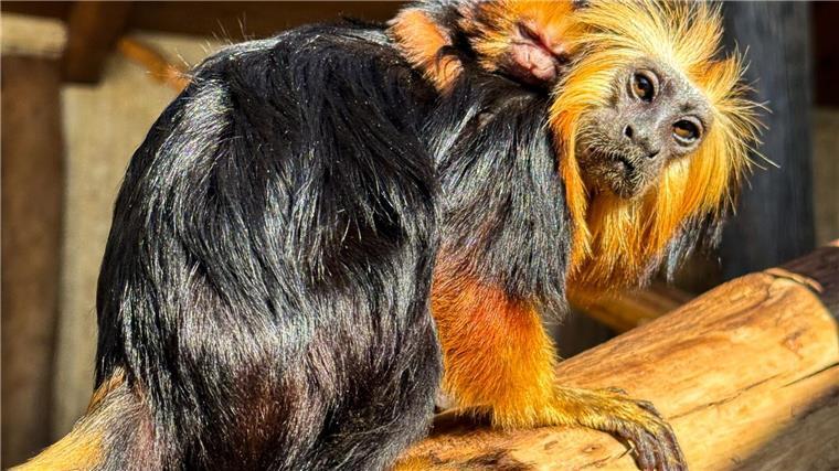 Goldkopf-Löwenäffchen: Die Mutter mit ihrem Nachwuchs. 