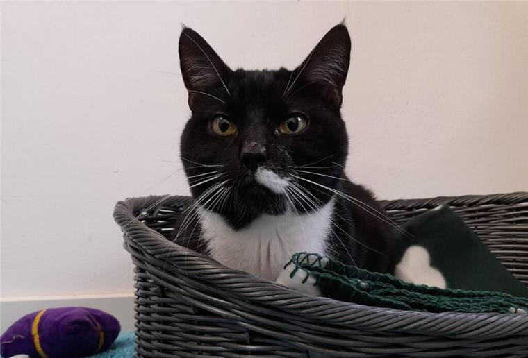 Goliath sucht ein Zuhause als Einzelprinz Schwarz-weißer Kater Goliath.
