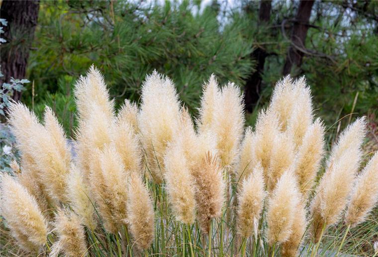 Seerosen und Gräser Gräser, Garten, kreative Gartenprojekte
