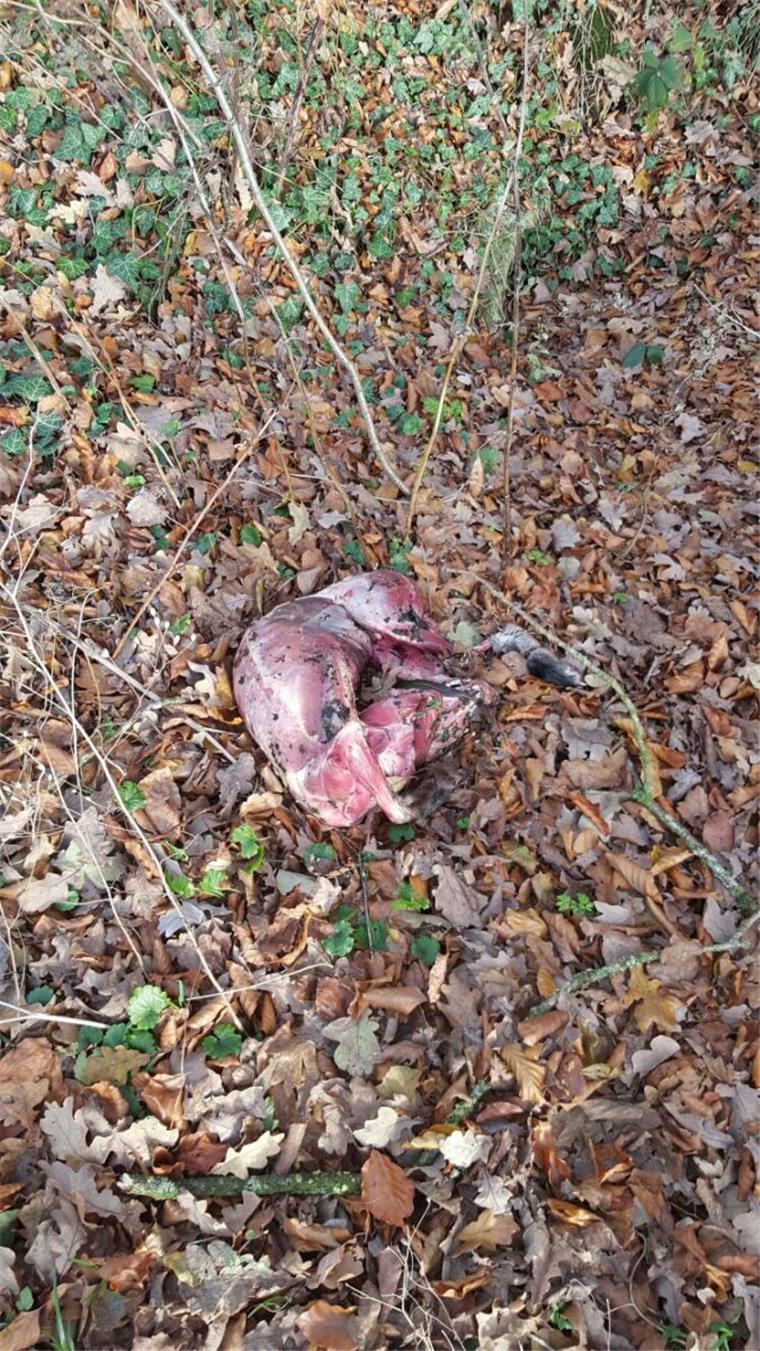 Hund enthäutet? Grausiger Fund in Wehdel Grausiger Fund bei Wehdel: Spaziergänger finden ein enthäutetes Tier.