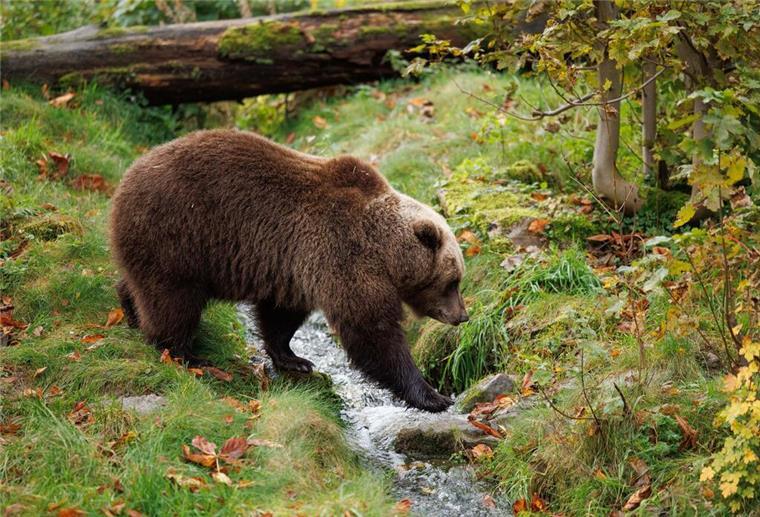 Ein Bär am Bach