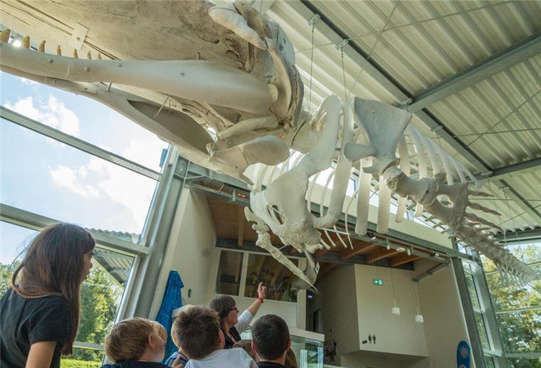 Ein Walskelett im Natureum Balje.