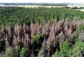 Große Teile der Wälder sind nach langer Dürre und Stürme von Borkenkäfern befallen.