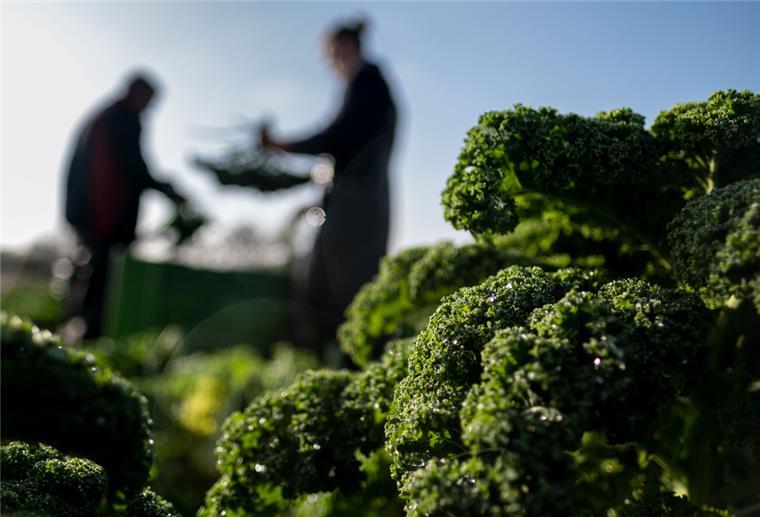 Braucht der Grünkohl unbedingt den ersten Frost? Grünkohl-Pflanzen stehen auf einem Feld. Im Hintergrund sind schemenhaft zwei Männer zu sehen.