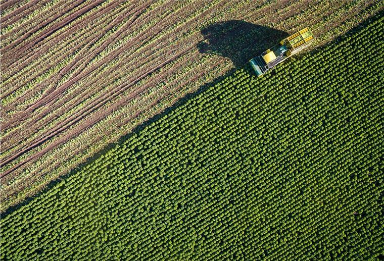 Deutlich weniger Grünkohl aus Niedersachsen Grünkohl wird auf einem Feld geerntet.