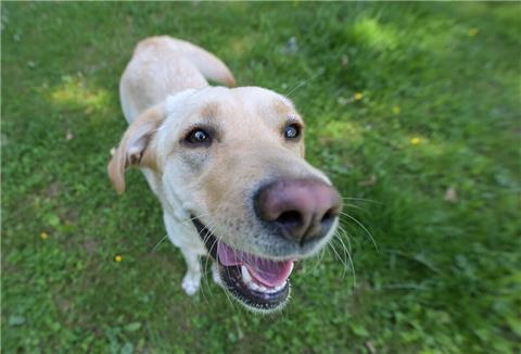 Grund zur Freude für Hunde in Bremerhaven.