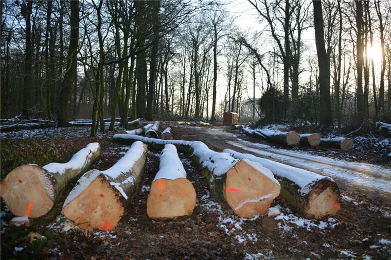 Bad Bederkesa: Rund 150 Bäume fallen für den Naturschutz Gut 150 Bäume, zum überwiegenden Teil Buchen, sind in den vergangenen Tagen rund um die Karolinenhöhe in Bad Bederkesa gefällt worden.