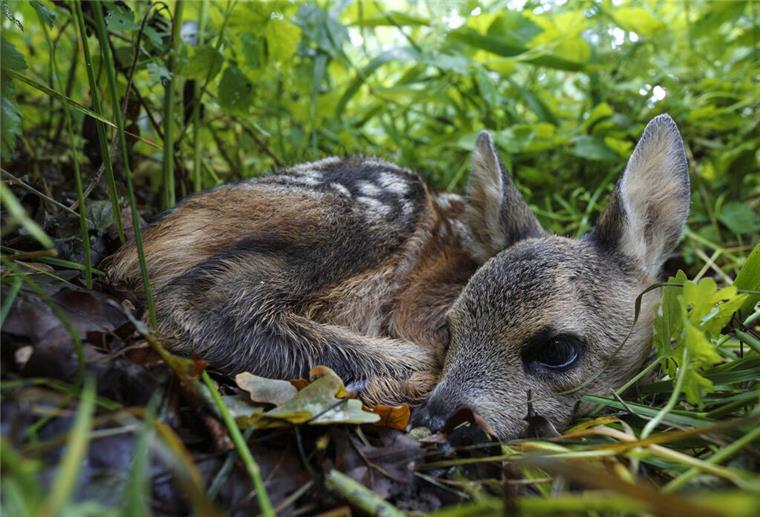 So können Wildtiere bei der Mahd geschützt werden Ein Rehkitz liegt im Gras.