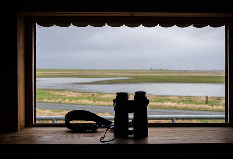 Fliegende Winterstars auf der Luneplate Gute Dinge: Vogelbeobachtung im Naturschutzgebiet auf der Luneplate. Im Bild: Blick auf die Tidepolder und Grünflächen vor der Beobachtungsstation im Naturschutzgebiet.