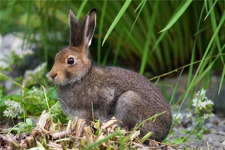 Gute Nachricht zu Ostern: Den Feldhasen geht es gut Gute Nachrichten zu Ostern: Der Bestand der Feldhasen in Deutschland ist stabil.