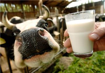 Gutes Geld für gute Milch: Über Wege aus der Milchkrise diskutierte die SPD mit Vertretern von Land- und Milchwirtschaft.