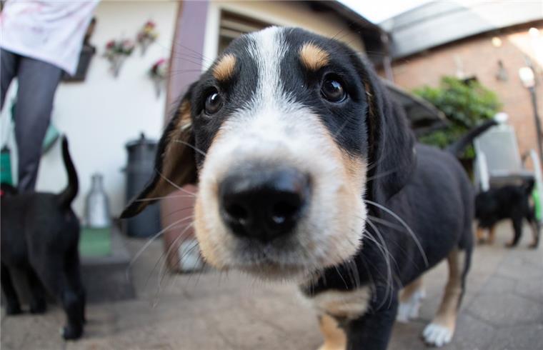 "Hä? Wo ist denn meine Hundehütte hin?" 