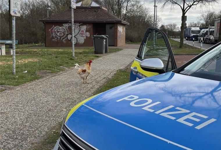 Hahn Hermann vom Autobahn-Rastplatz jetzt in Sicherheit Hahn Hermann muss nicht mehr auf dem Autobahnrasthof leben. Tierretter haben den Gockel eingefangen.