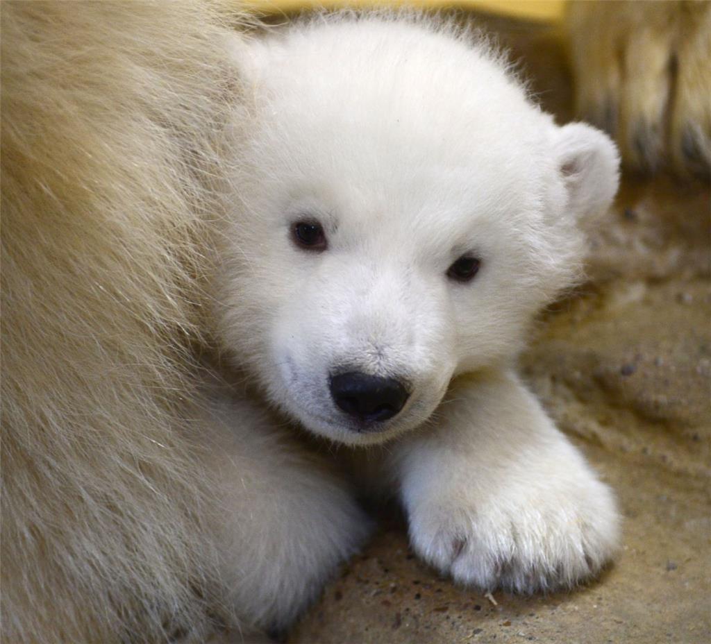 Hallo, hier bin ich, der neue Star im Zoo am Meer.